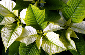 Картинка цветы пуансеттия листья зеленый