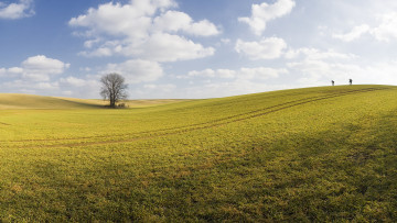 Картинка природа поля небо дерево поле
