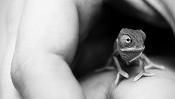 Картинка животные хамелеоны рука малыш глаза пучеглазик