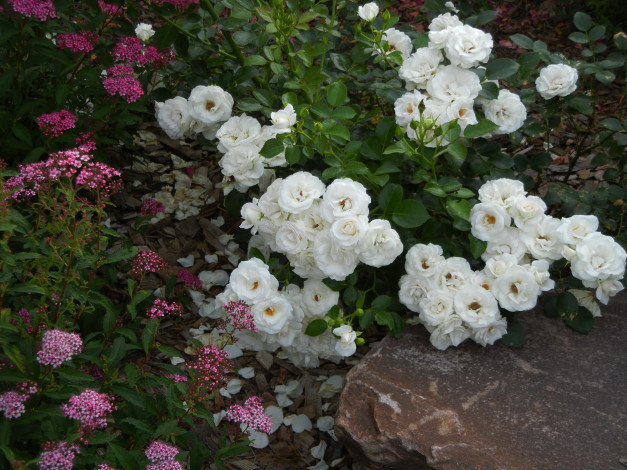 Обои картинки фото цветы, розы