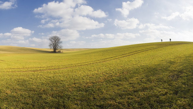 Обои картинки фото природа, поля, небо, дерево, поле