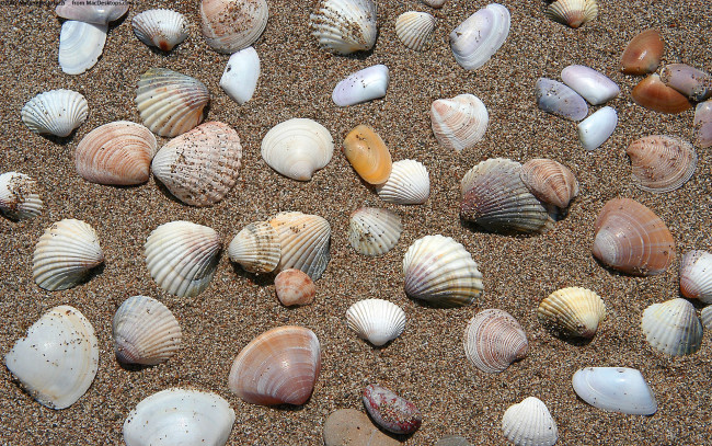 Обои картинки фото разное, ракушки, кораллы, декоративные, spa, камни