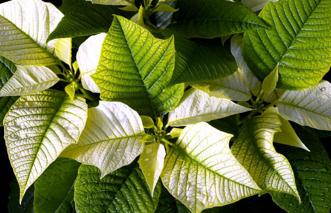 Обои картинки фото цветы, пуансеттия, листья, зеленый