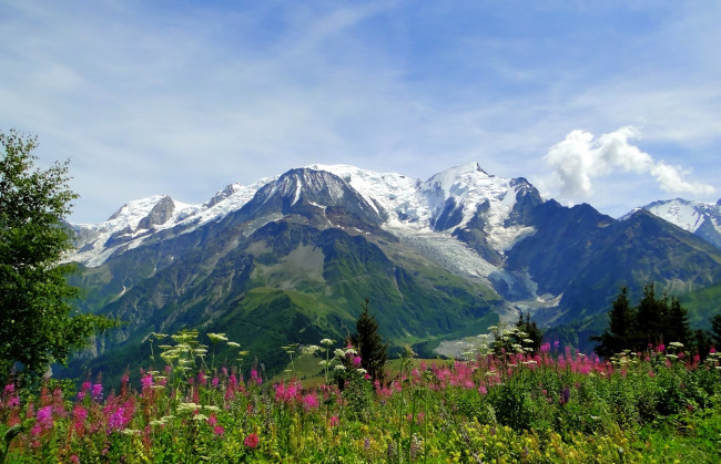 Обои картинки фото природа, горы, цветы, вершины, луг, травы