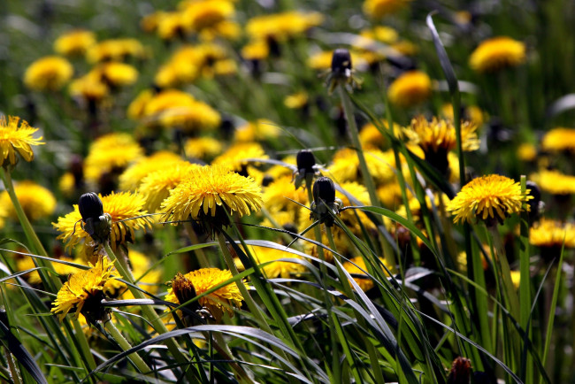 Обои картинки фото цветы, одуванчики, луг, трава