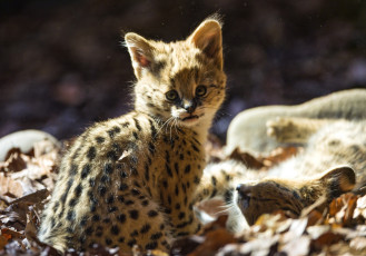 Картинка животные сервалы котенок