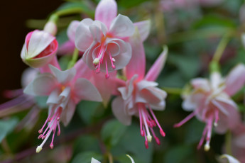 Картинка цветы фуксия бутоны листья цветение ярко