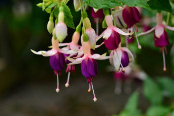 Картинка цветы фуксия бутоны листья цветение ярко