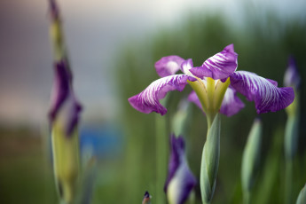Картинка цветы ирисы ирис лепестки яркость цветение