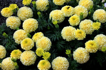 Картинка цветы бархатцы желтые кустики цветение yellow orange flowering bushes marigold