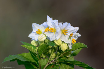 Картинка цветы цветущие+деревья+ +кустарники тычинки белые листья