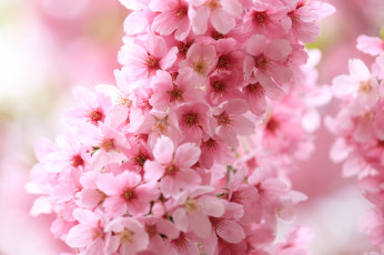 обоя цветы, цветущие деревья ,  кустарники, ветка, листья, цветение