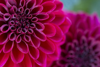 Картинка цветы георгины георгин цветение бутоны лепестки алый