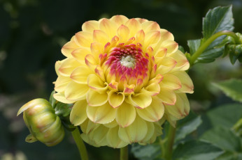 Картинка цветы георгины георгин цветение бутоны лепестки