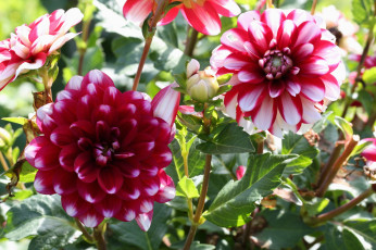 Картинка цветы георгины георгин цветение бутоны лепестки алый