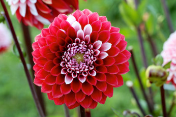 Картинка цветы георгины георгин цветение бутоны лепестки