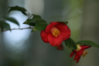 Картинка цветы камелии ветка листья цветок камелия розовая цветение нежность