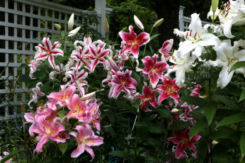 Картинка цветы лилии +лилейники цветение лепестки