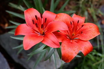 Картинка цветы лилии +лилейники лилия бутоны цветение