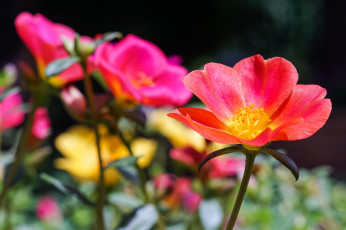 Картинка цветы портулак цветение лепестки яркость