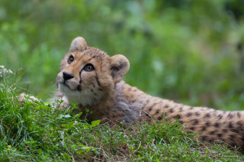 Картинка животные гепарды травка животное гепард