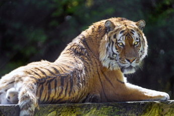 Картинка животные тигры взгляд