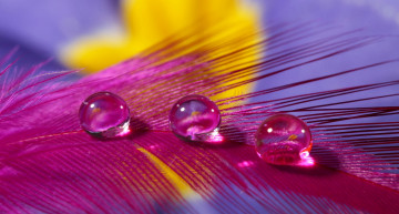 Картинка разное капли +брызги +всплески перышко капля вода