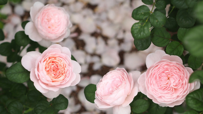 Обои картинки фото цветы, розы, роза, цветение, rose, bloom