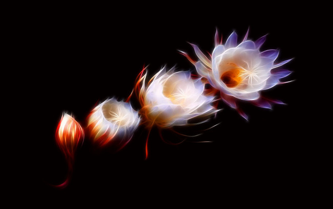 Обои картинки фото 3д графика, цветы , flowers, бутоны