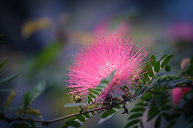 Обои картинки фото цветы, акация, цветок, розовый, игольчатый, пушистый