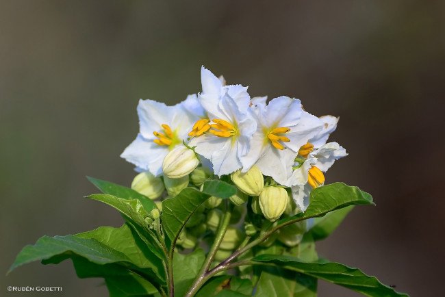 Обои картинки фото цветы, цветущие деревья ,  кустарники, тычинки, белые, листья