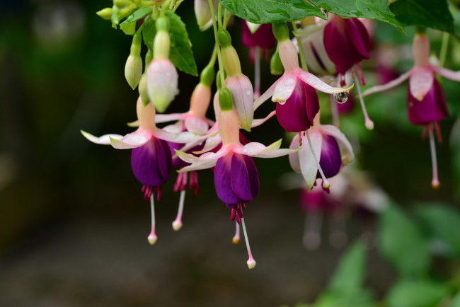 Обои картинки фото цветы, фуксия, бутоны, листья, цветение, ярко