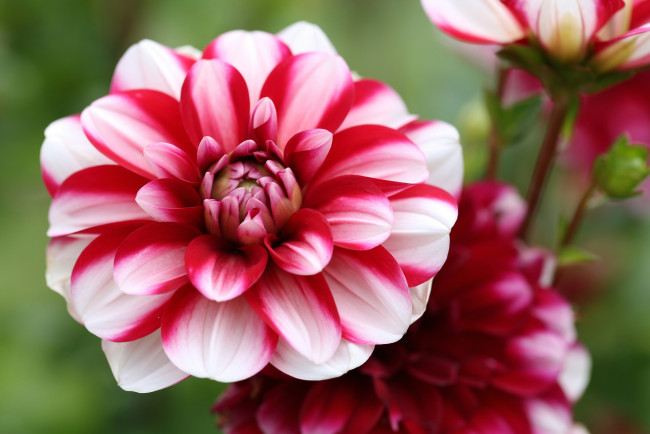 Обои картинки фото цветы, георгины, георгин, белый, цветение, лепестки