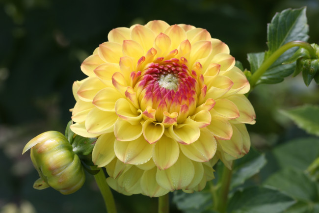 Обои картинки фото цветы, георгины, георгин, цветение, бутоны, лепестки