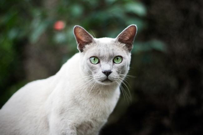 Обои картинки фото животные, коты, кот, глаза, кошка, шерсть