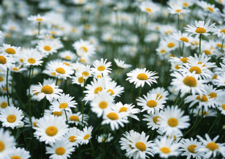 Картинка цветы ромашки белые поле