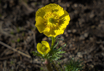 Картинка цветы анемоны +сон-трава макро роса утро желые