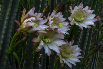 Картинка цветы кактусы кактус