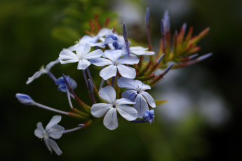 Картинка цветы флоксы