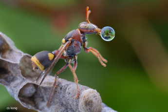 Картинка животные пчелы +осы +шмели капля личинки улей фон макро оса