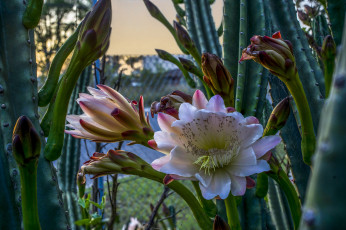 Картинка цветы кактусы кактус