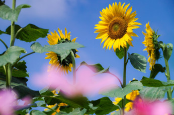 Картинка цветы подсолнухи солнечно небо размытость