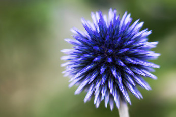 Картинка цветы шарик макро