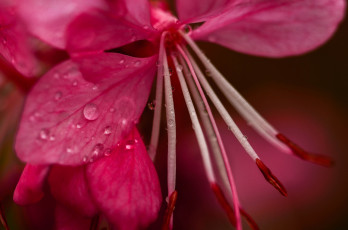 Картинка цветы цветок макро капли