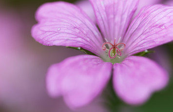 Картинка цветы мальвы мальва