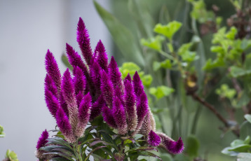 Картинка цветы малиновые