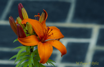 Картинка цветы лилии +лилейники лилия