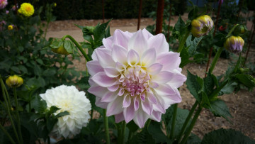 Картинка цветы георгины цветок