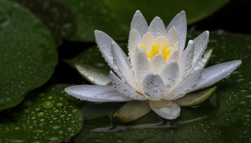 Картинка цветы лилии+водяные +нимфеи +кувшинки капли цвеок водяная лилия вода