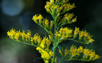 Картинка цветы луговые+ полевые +цветы макро